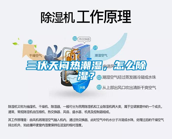 三伏天悶熱潮濕，怎么除濕？