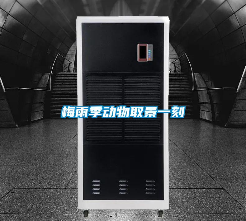 梅雨季動(dòng)物取景一刻