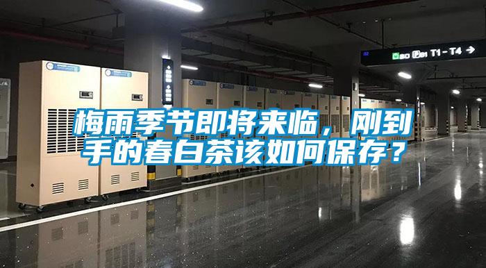 梅雨季節(jié)即將來臨，剛到手的春白茶該如何保存？