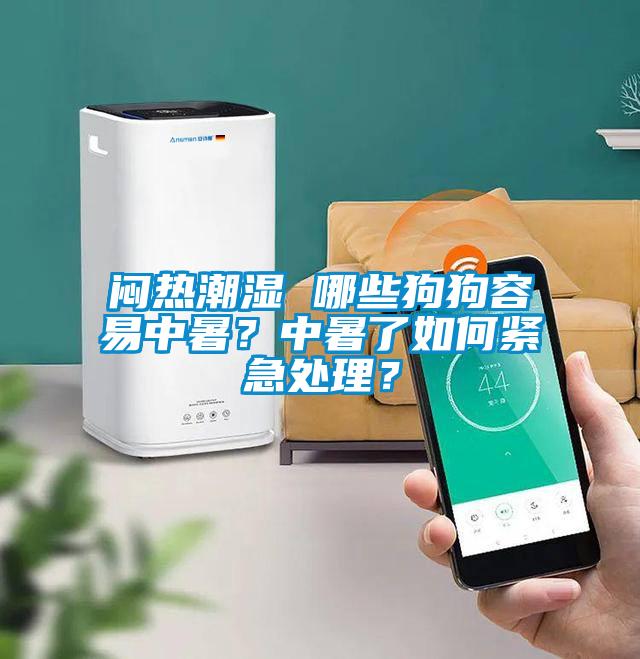 悶熱潮濕 哪些狗狗容易中暑？中暑了如何緊急處理？