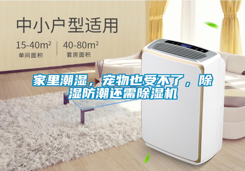 家里潮濕，寵物也受不了，除濕防潮還需除濕機