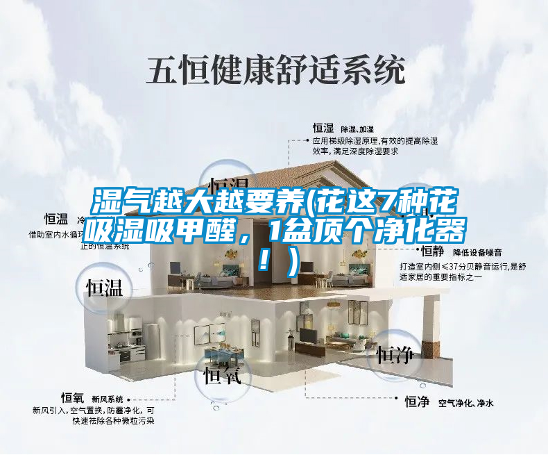 濕氣越大越要養(yǎng)(花這7種花吸濕吸甲醛，1盆頂個凈化器！)